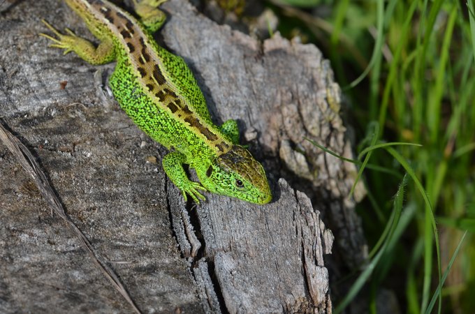 Männliche Zauneidechse